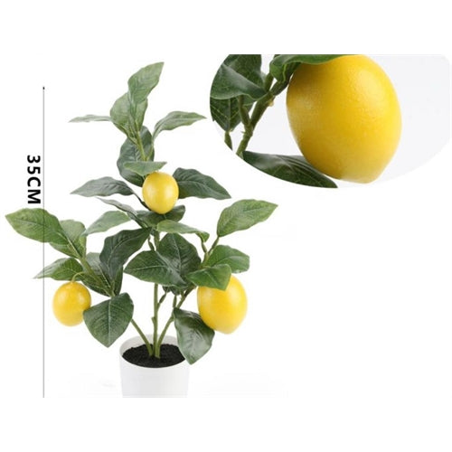 Piantina di limoni h. 35 cm