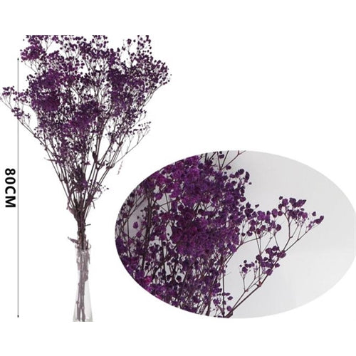 Gypsophila stabilizzata h. 80 cm