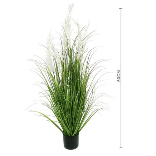 Pianta pampas bianca h. 60 cm