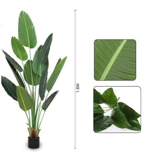 Pianta di banano 160 cm