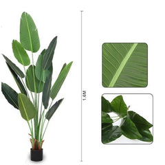 Pianta di banano 160 cm