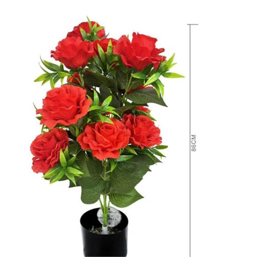Pianta di rose h. 86 cm