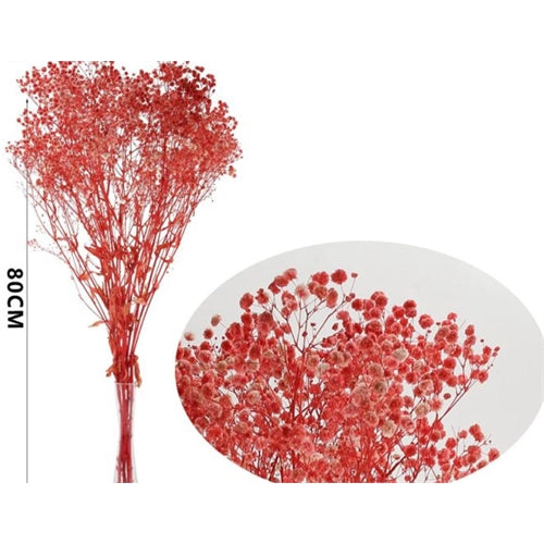 Gypsophila stabilizzata h. 80 cm