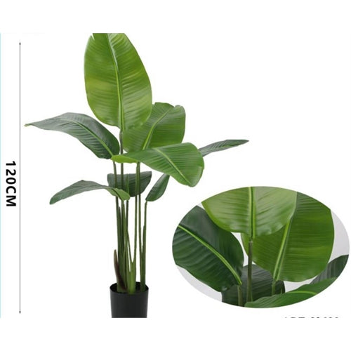Pianta di banano h. 120 cm