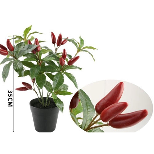 Piantina di peperoncino h. 35 cm