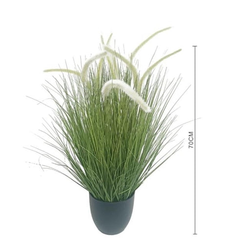 Pianta in vaso h. 70 cm